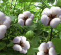 Handan Tenglong Cotton Textile Co.,Ltd